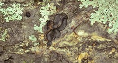 Trichoderma citrinoviride