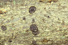 Trichoderma citrinoviride