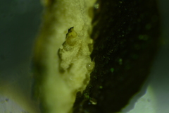 Trichoderma citrinoviride