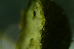 Trichoderma citrinoviride