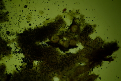 Trichoderma citrinoviride