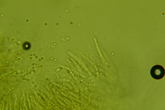 Trichoderma citrinoviride