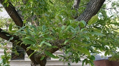 Trichoderma citrinoviride