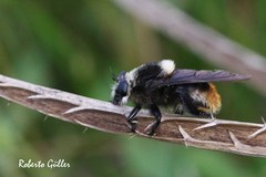 Mallophora ruficauda