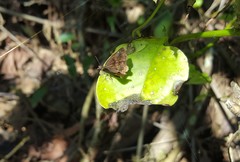 Nisoniades brazia