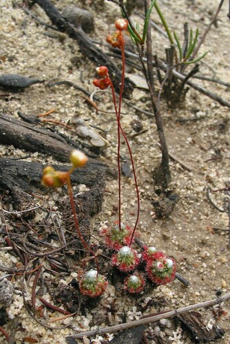 Image of pearly sundew by (c) Gail A Baker, some rights reserved (CC BY)