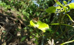 Nisoniades brazia