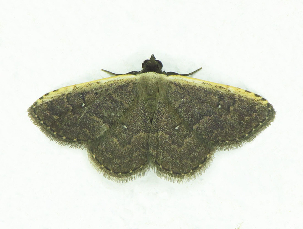 Plynteria