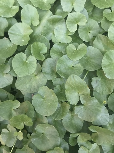 Pavasarinis švitriešis nuotrauka