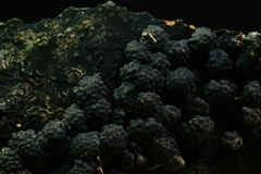 Jackrogersella cohaerens