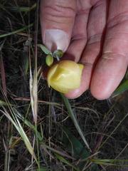 Calochortus