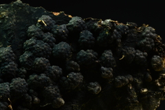 Jackrogersella cohaerens