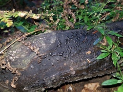 Jackrogersella cohaerens