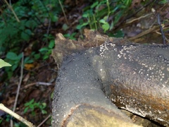 Jackrogersella cohaerens