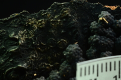 Jackrogersella cohaerens