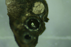 Jackrogersella cohaerens