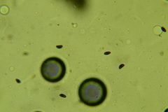 Jackrogersella cohaerens