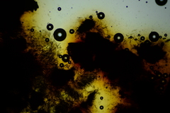 Jackrogersella cohaerens