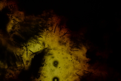 Jackrogersella cohaerens