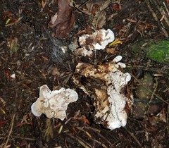 Phellodon fuligineoalbus