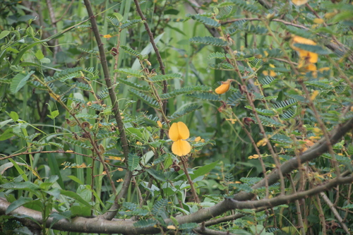 ambatch (Aeschynomene elaphroxylon)