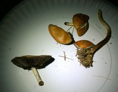 Leratiomyces squamosus thraustus