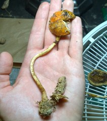 Leratiomyces squamosus thraustus