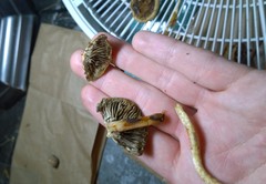 Leratiomyces squamosus thraustus