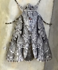 Acronicta lobeliae