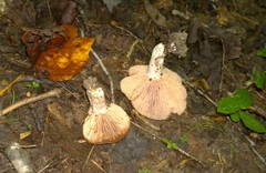 Russula eccentrica