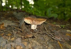Russula eccentrica