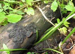 Dentocorticium portoricense