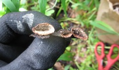 Dentocorticium portoricense