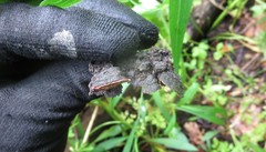 Dentocorticium portoricense