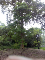 Platanus mexicana
