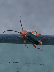 Phymatodes