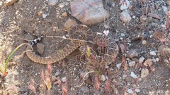 Crotalus ruber ruber