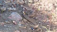 Crotalus ruber ruber
