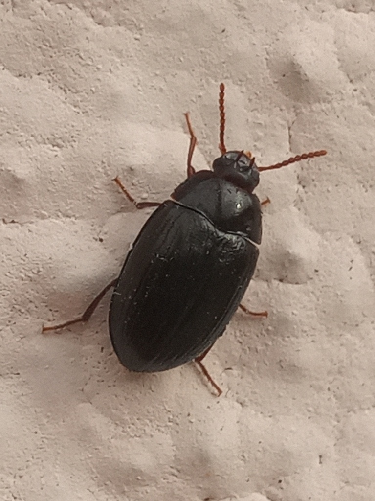 Platydema excavata