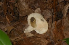 Russula pulverulenta