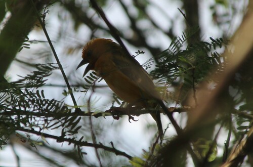 Orange Weaver (Ploceus aurantius), photo 3