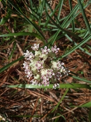 Asclepias michauxii