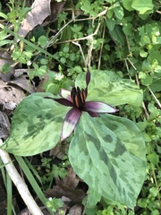 Trillium stamineum