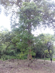 Platanus mexicana