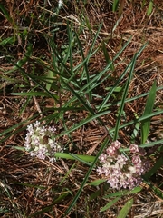 Asclepias michauxii
