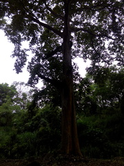 Platanus mexicana