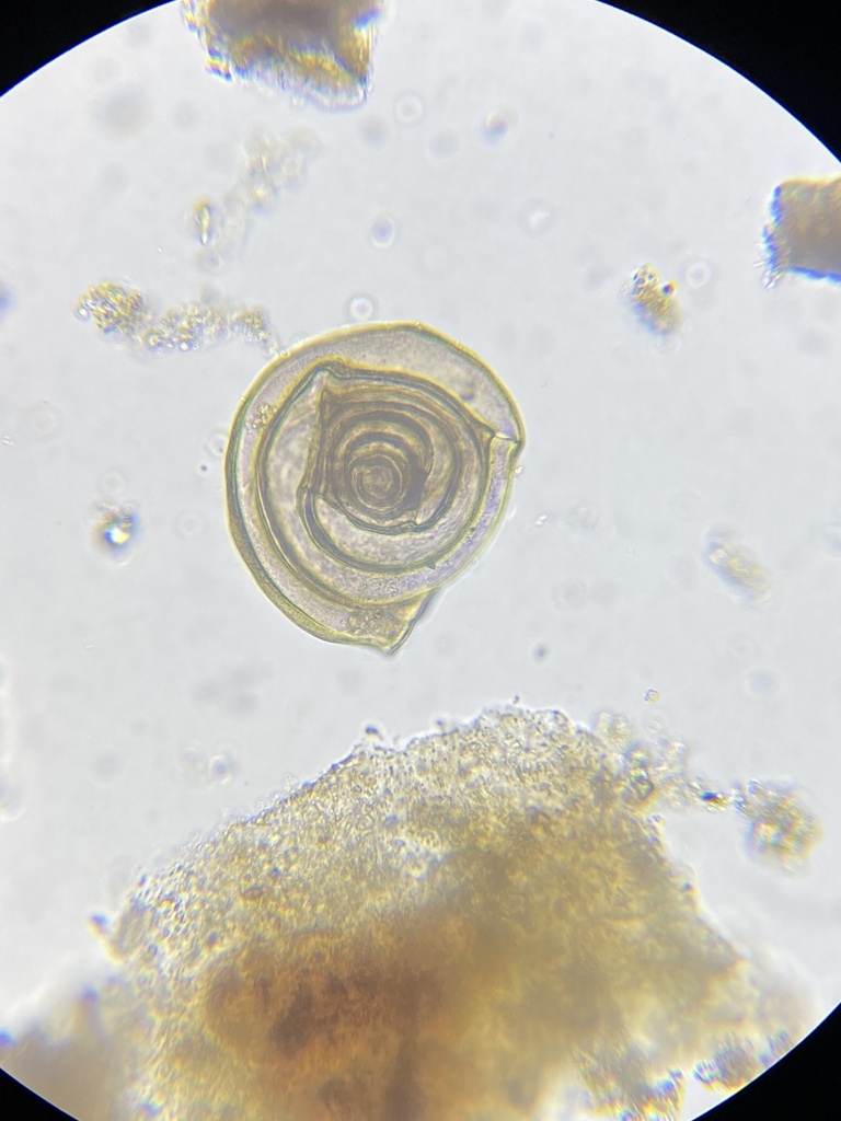Nubeculariidae