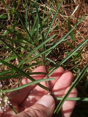 Asclepias michauxii