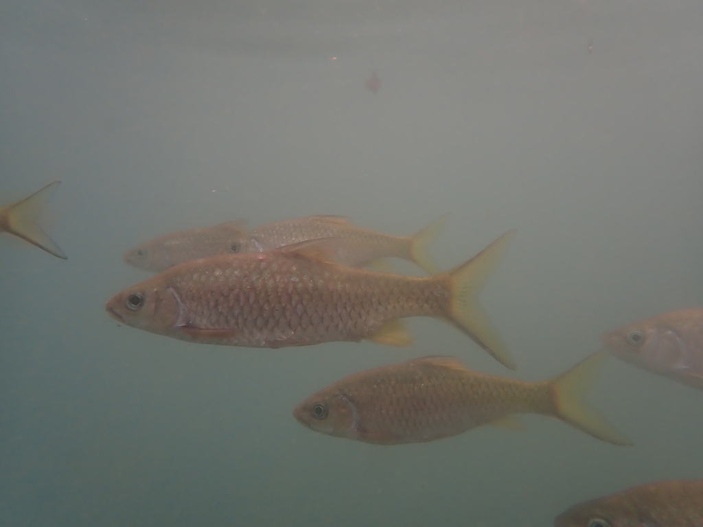Poropuntius laoensis