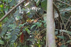 Heliconius ethilla narcaea